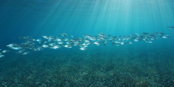 fish swimming under the sea